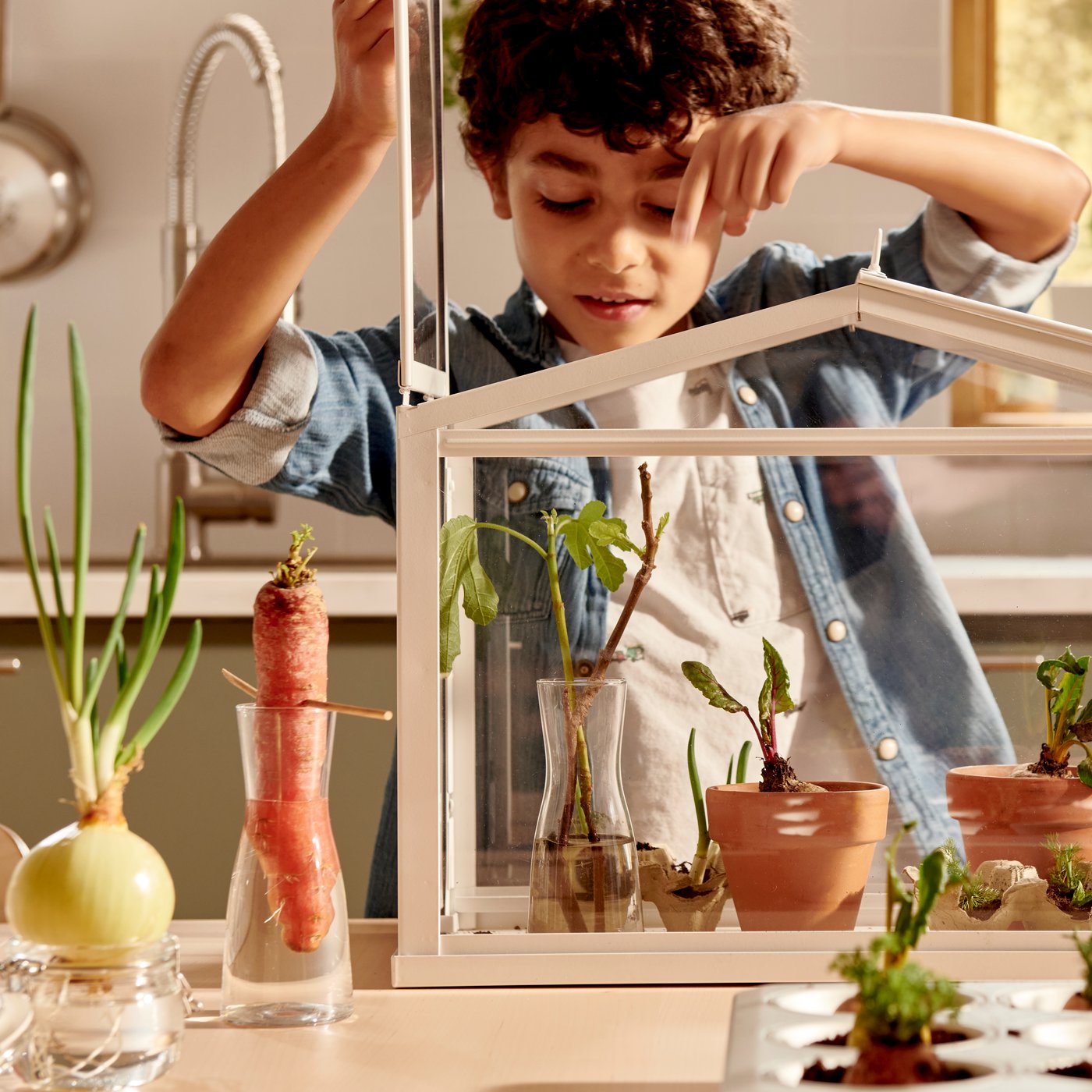 Boy peering down on young plants in a SOCKER greenhouse. Various vegetables set in water or soil next to it on the table.