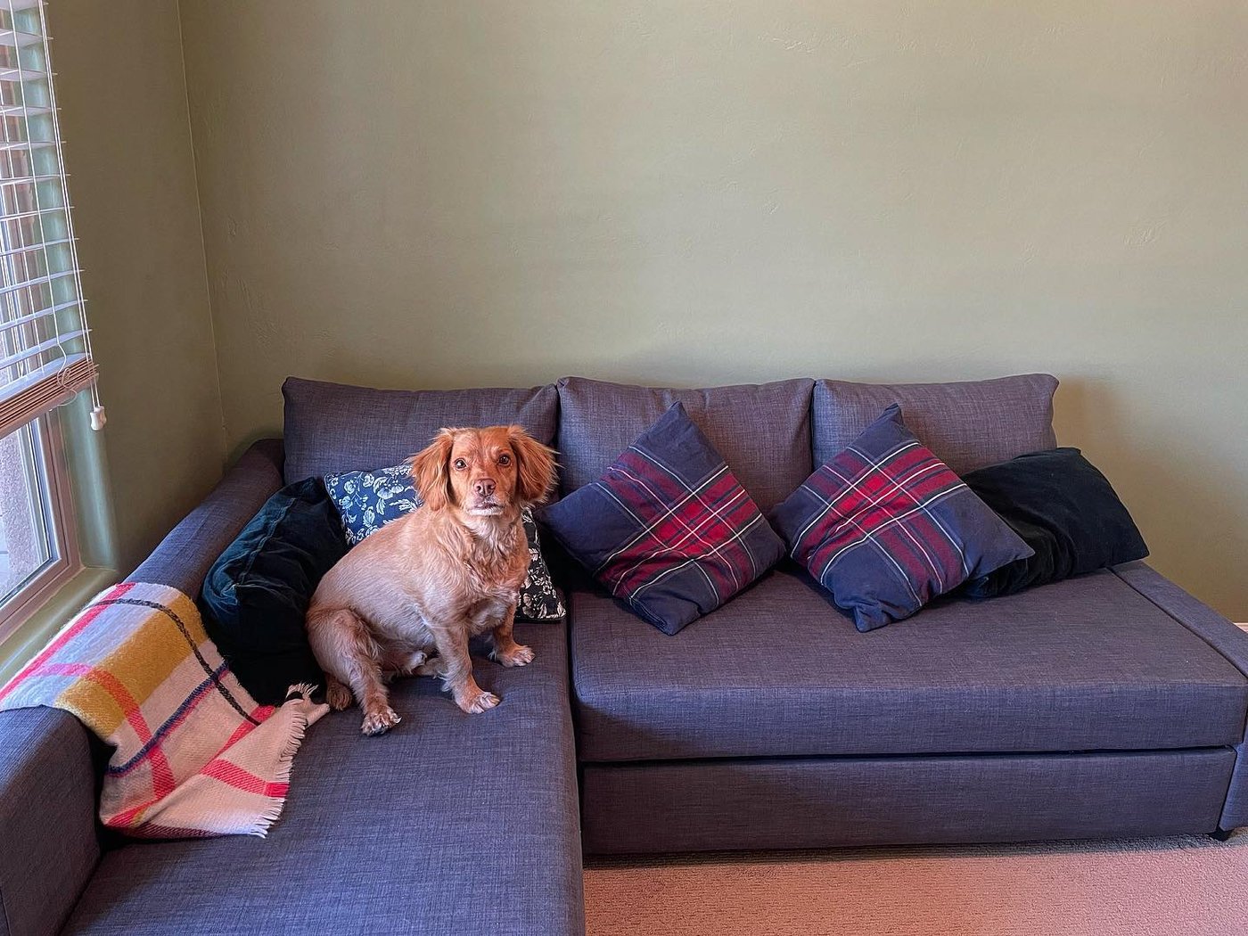 Why Does My Dog Sleep On Top Of The Couch