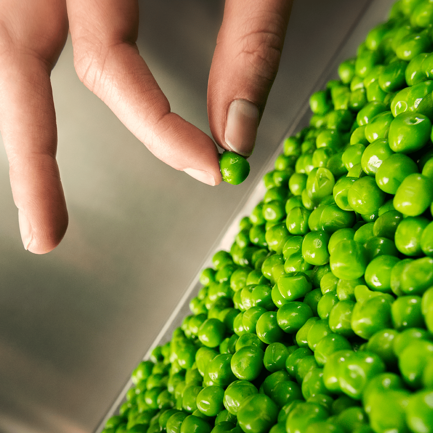 Lots of peas in a bowl, one is being picked