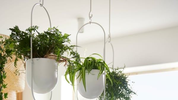 Drie witte CHILISTRÅN hangpotten met groene kamerplanten hangen aan het plafond.