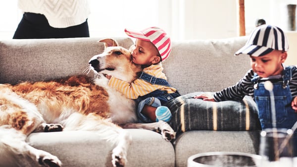 Two toddler twin boys sit on a light gray couch with a large beige and white dog.