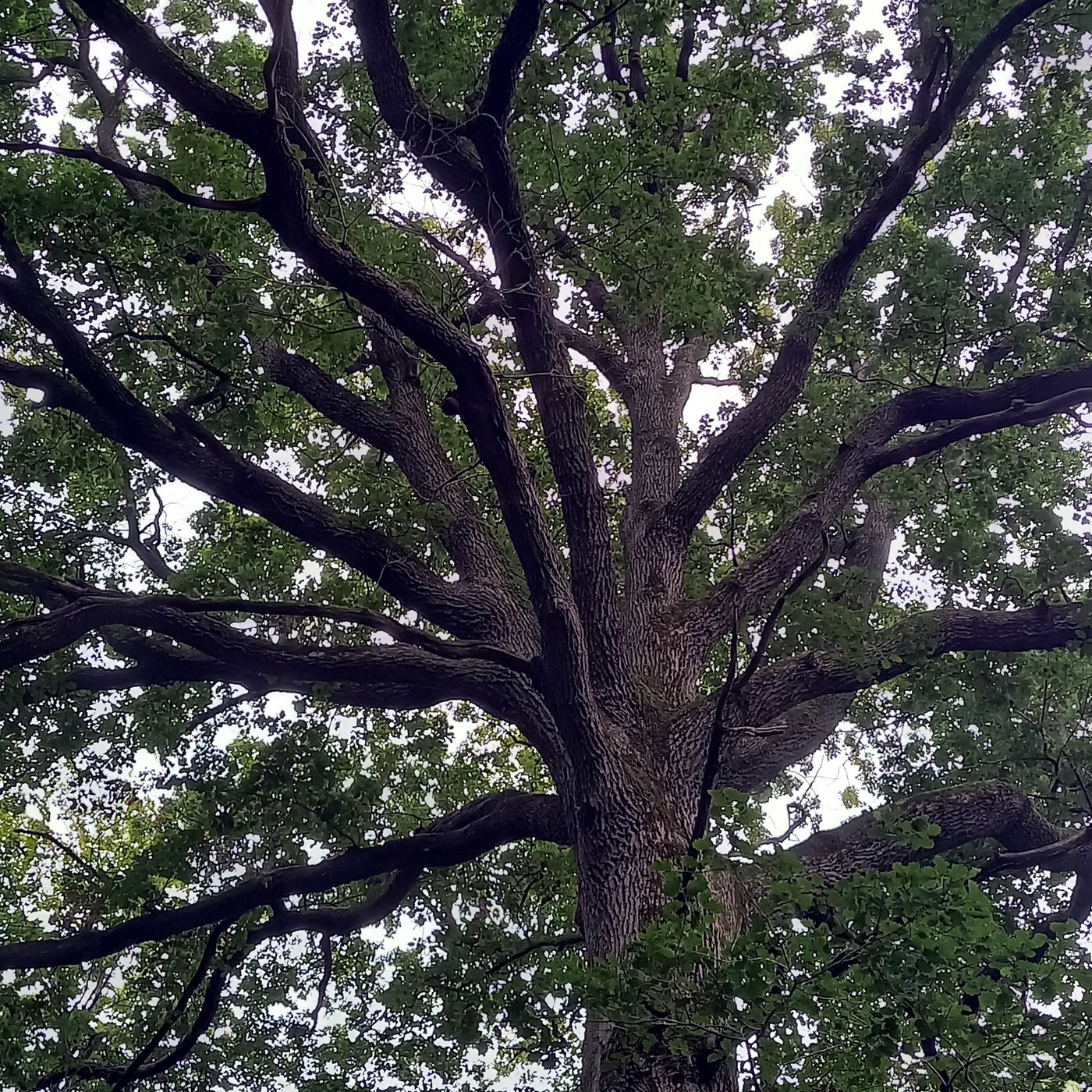 Arbre vu de haut