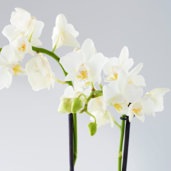 A close-up shot reveals elegant white IKEA orchids, showcasing their delicate petals and vibrant yellow centers against a soft, light background.