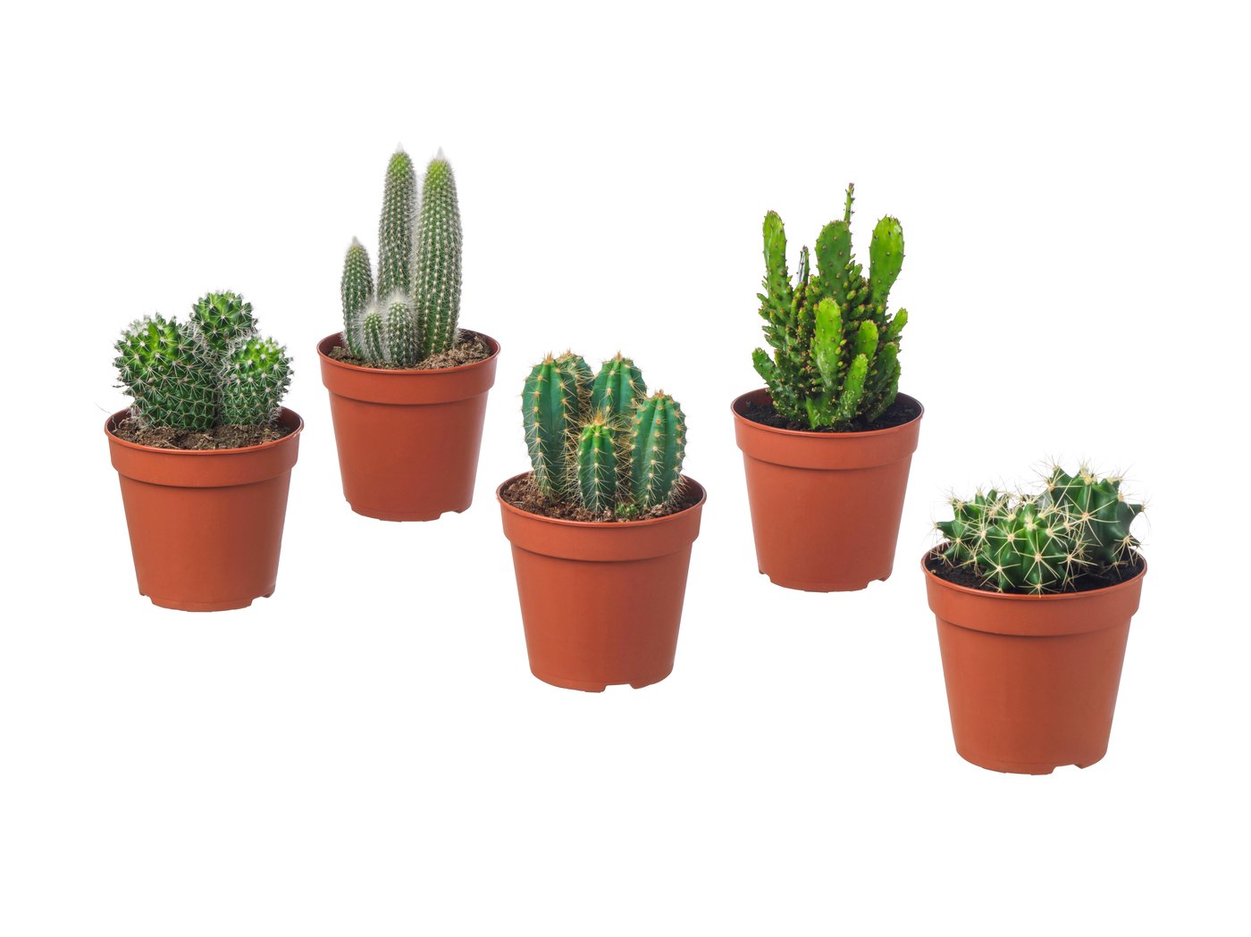 IKEA CACTACEAE Pflanze versch. Arten Kaktus | Preisvergleich