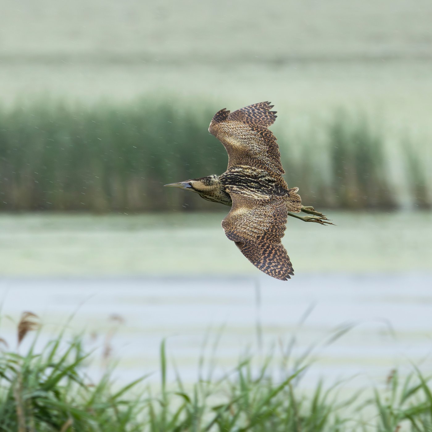 Avetorro común volando sobre laguna
