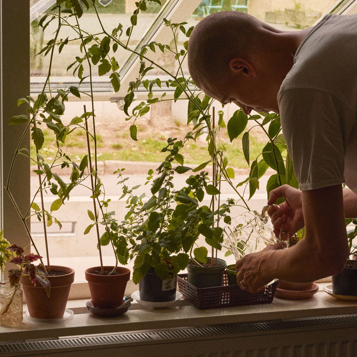 A man bends forward and waters his plants which are placed on the windowsill.