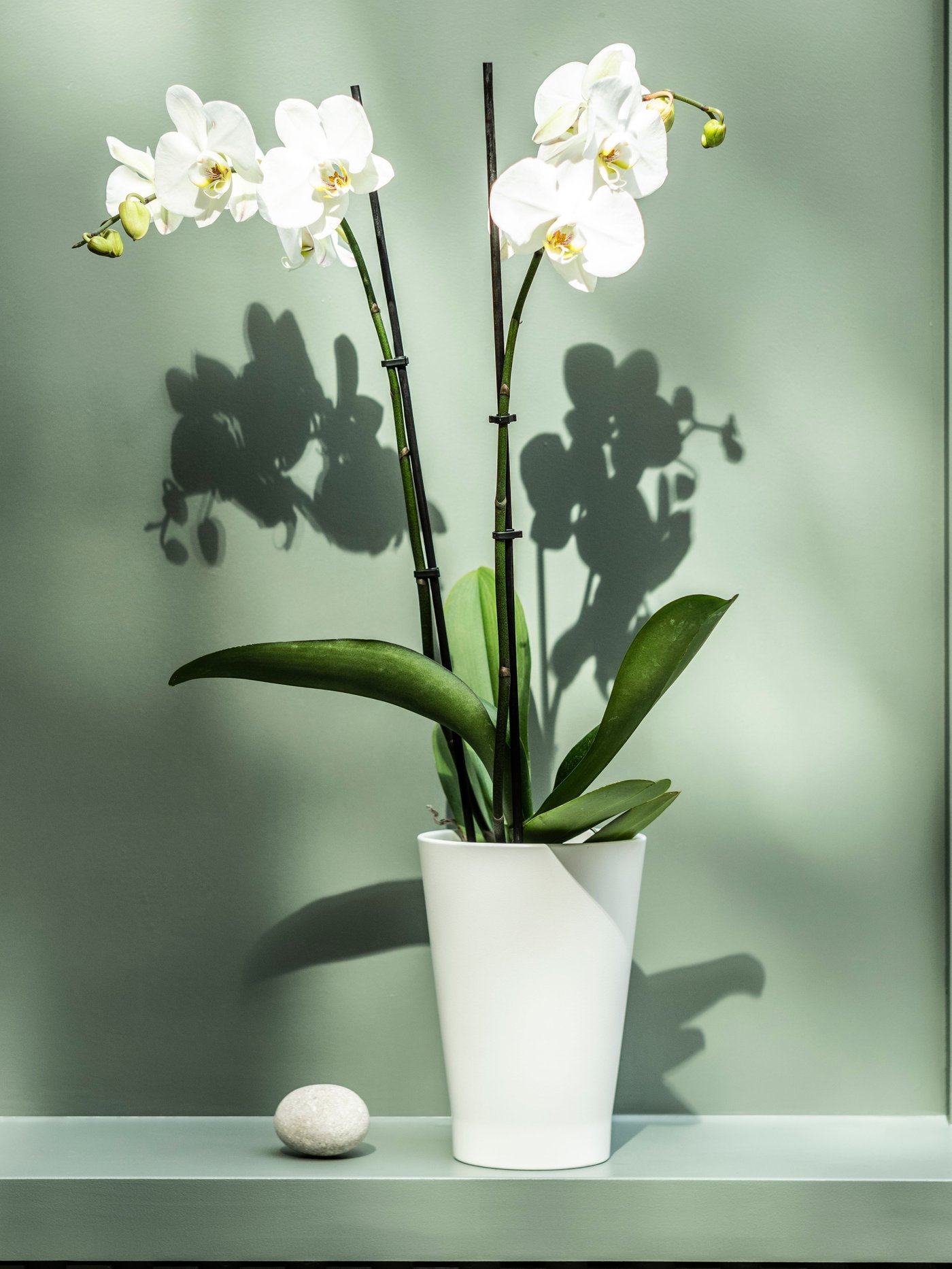 Eine Orchidee/2 Stiele PHALAENOPSIS Topfpflanze