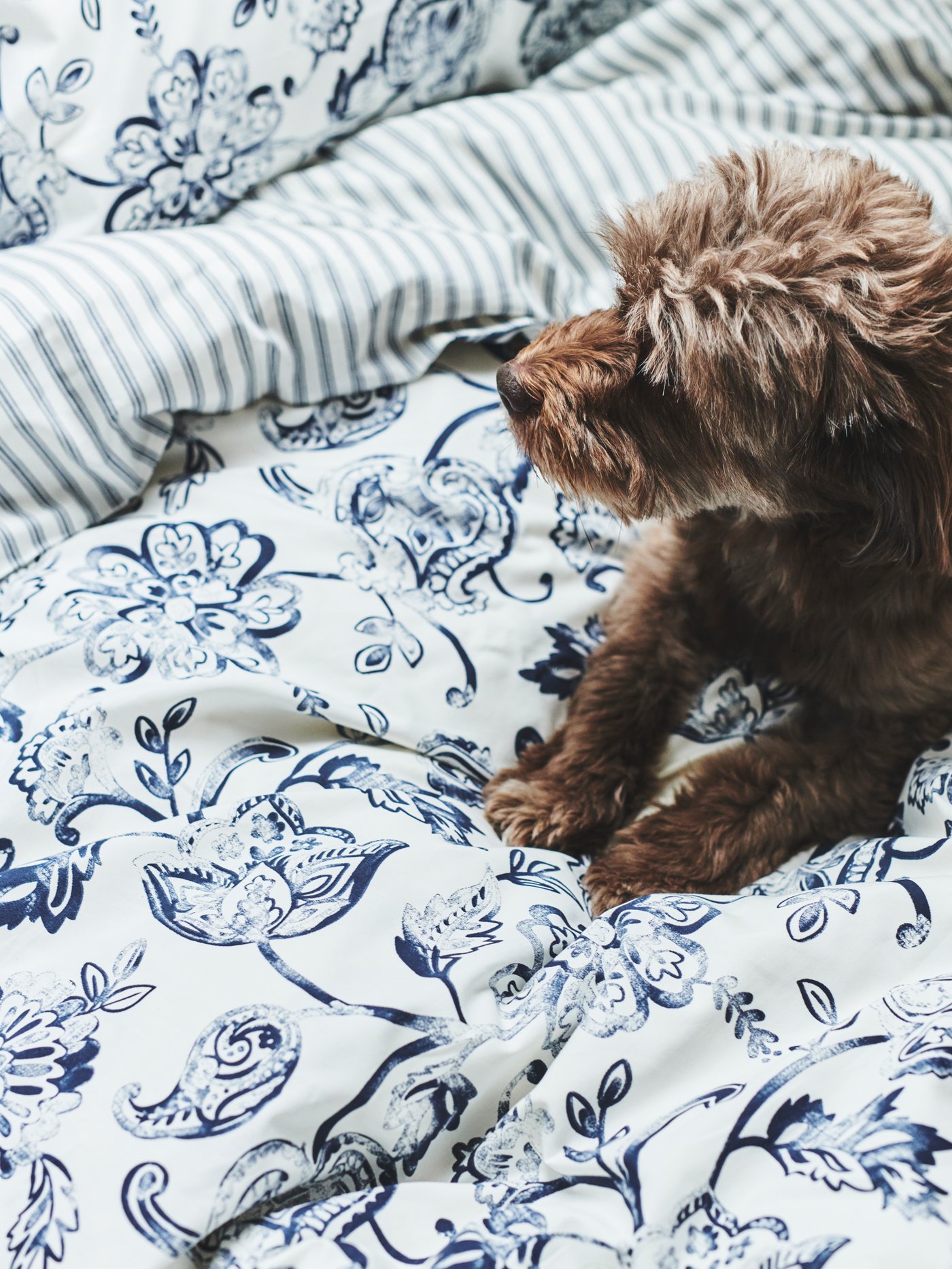 A mid-size brown, curly dog on top of a bed made with JUNIMAGNOLIA blue-and-white-patterned bed linen.