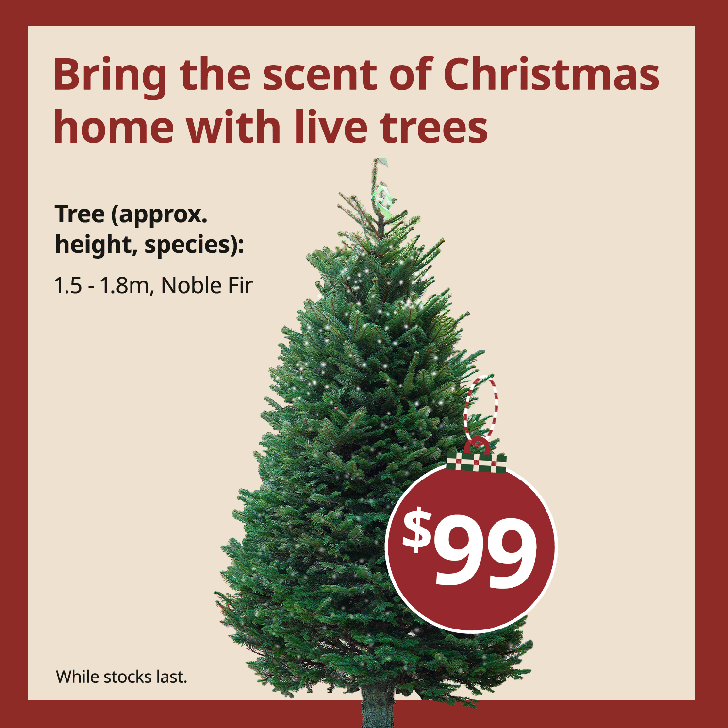 Bring the fresh scent of Christmas home with live trees from end November.*