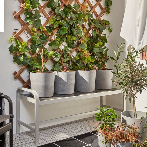 A light brown stained ASKHOLMEN trellis outside