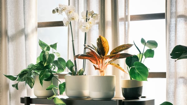 Ikkunan edessä sivupöydällä on erilaisia viherkasveja ruukuisssa.