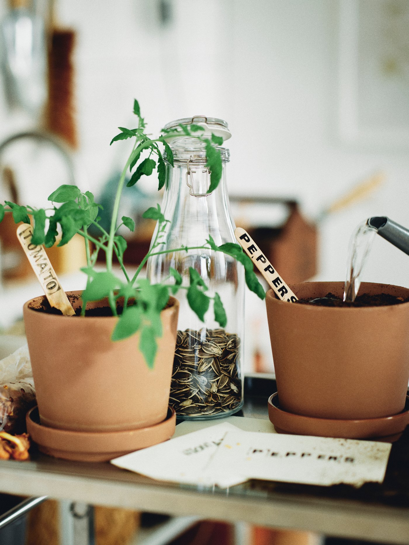 A bottle of seeds and two brown in/outdoor KLARBÄR plant pots with saucers with one pot holding a growing tomato plant.