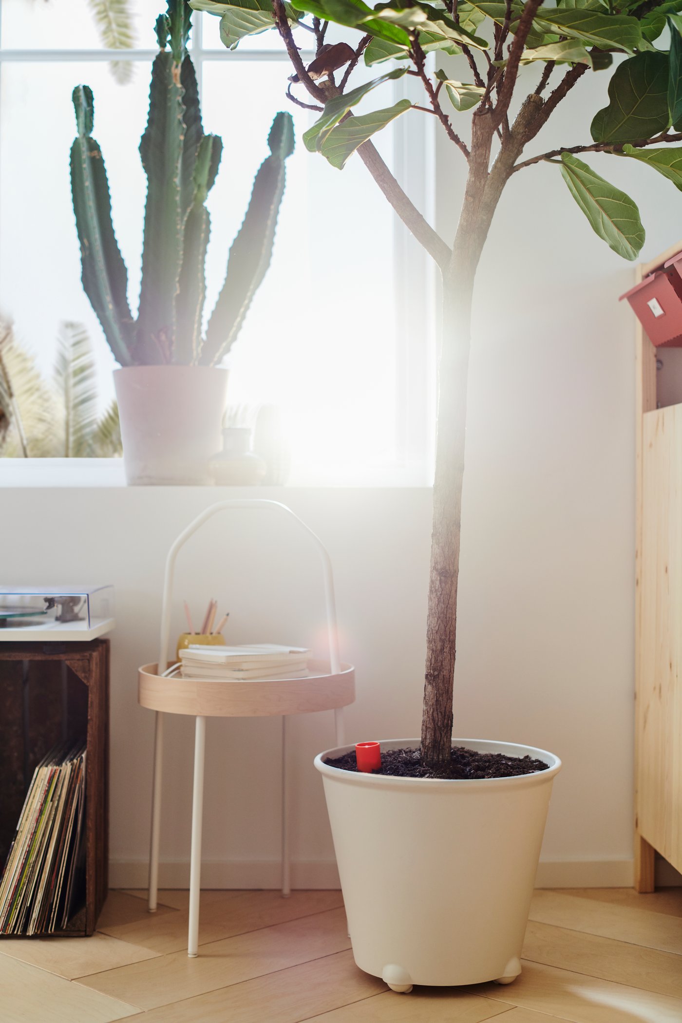 Ein sonniges Fenster, vor dem ein IKEA PS FEJÖ Selbstbewässerungstopf mit einer sehr grossen Pflanze zu sehen ist.