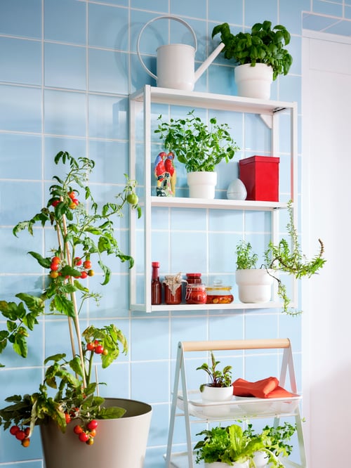 A blue-tiled wall with a white ENHET wall frame with shelves displaying jars, herbs and a watering can beside a tomato plant.
