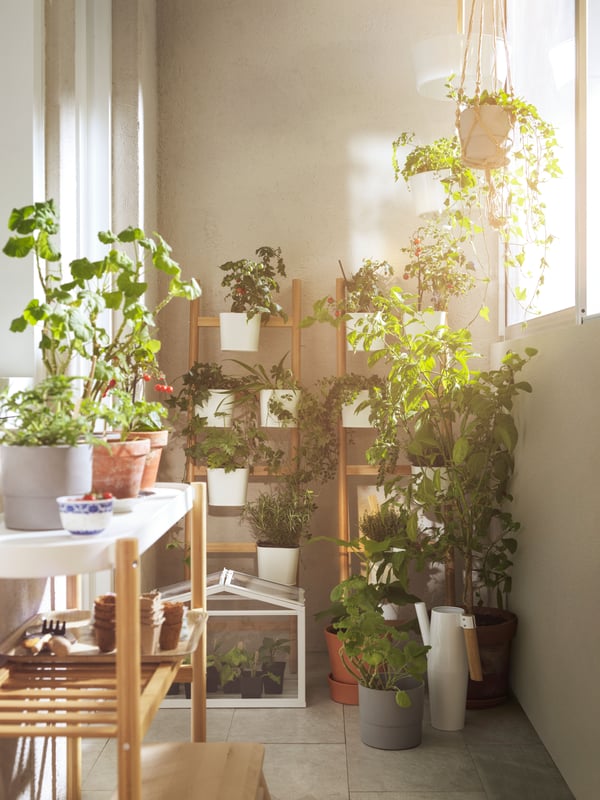 Many pots & plants on a balcony where the sun shines in from the side.
