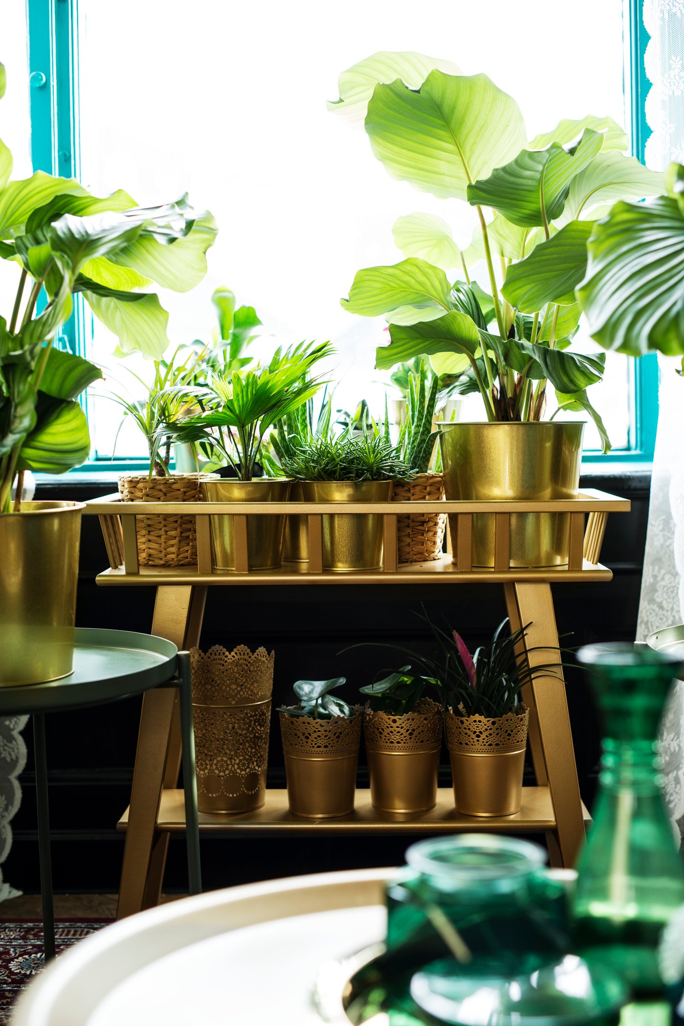 Kasvitelineessä on useita erilaisia kasveja kultaisissa ruukuissa.