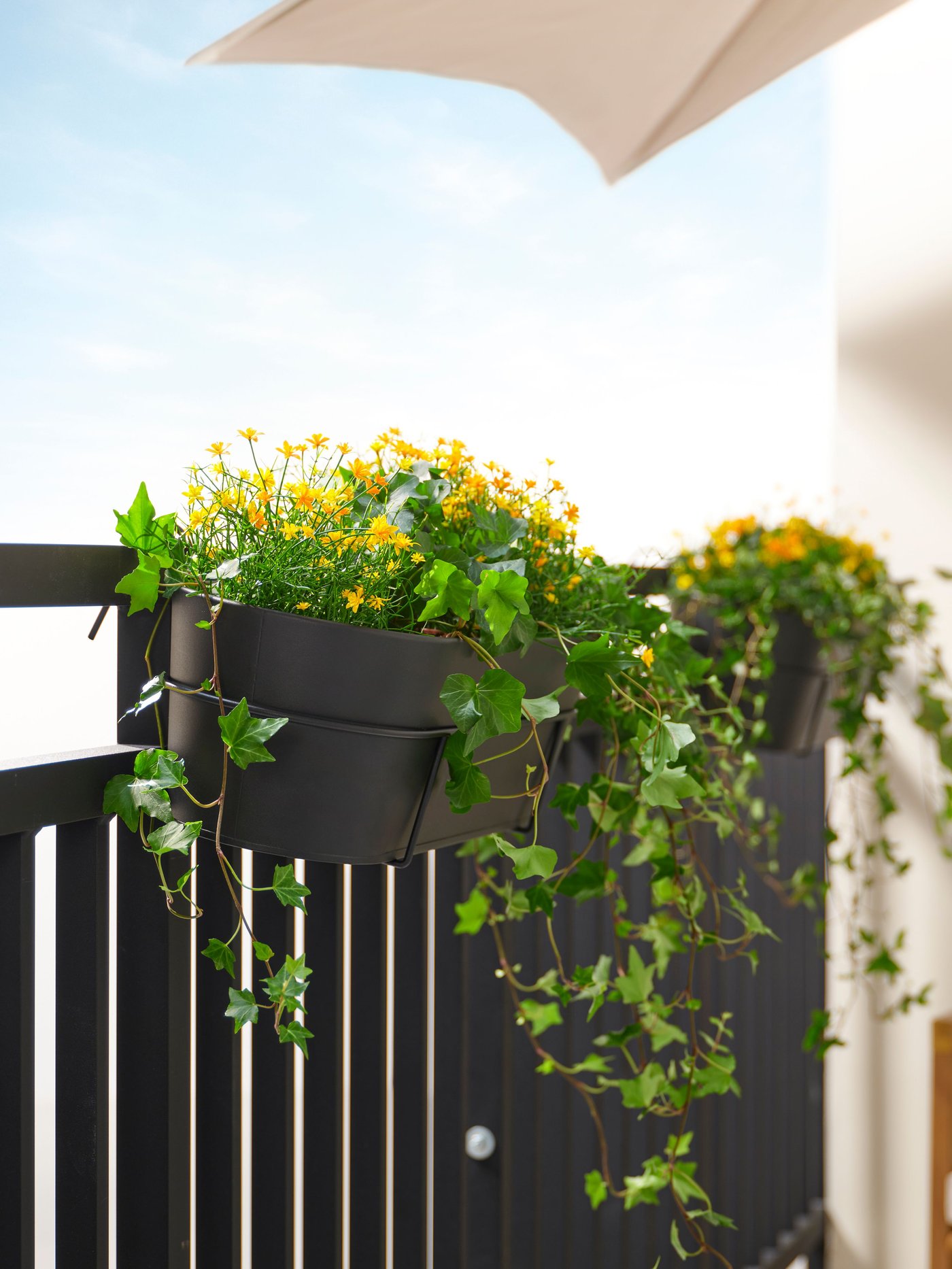 An anthracite VITLÖK planter with a railing holder, filled with yellow flowers. 