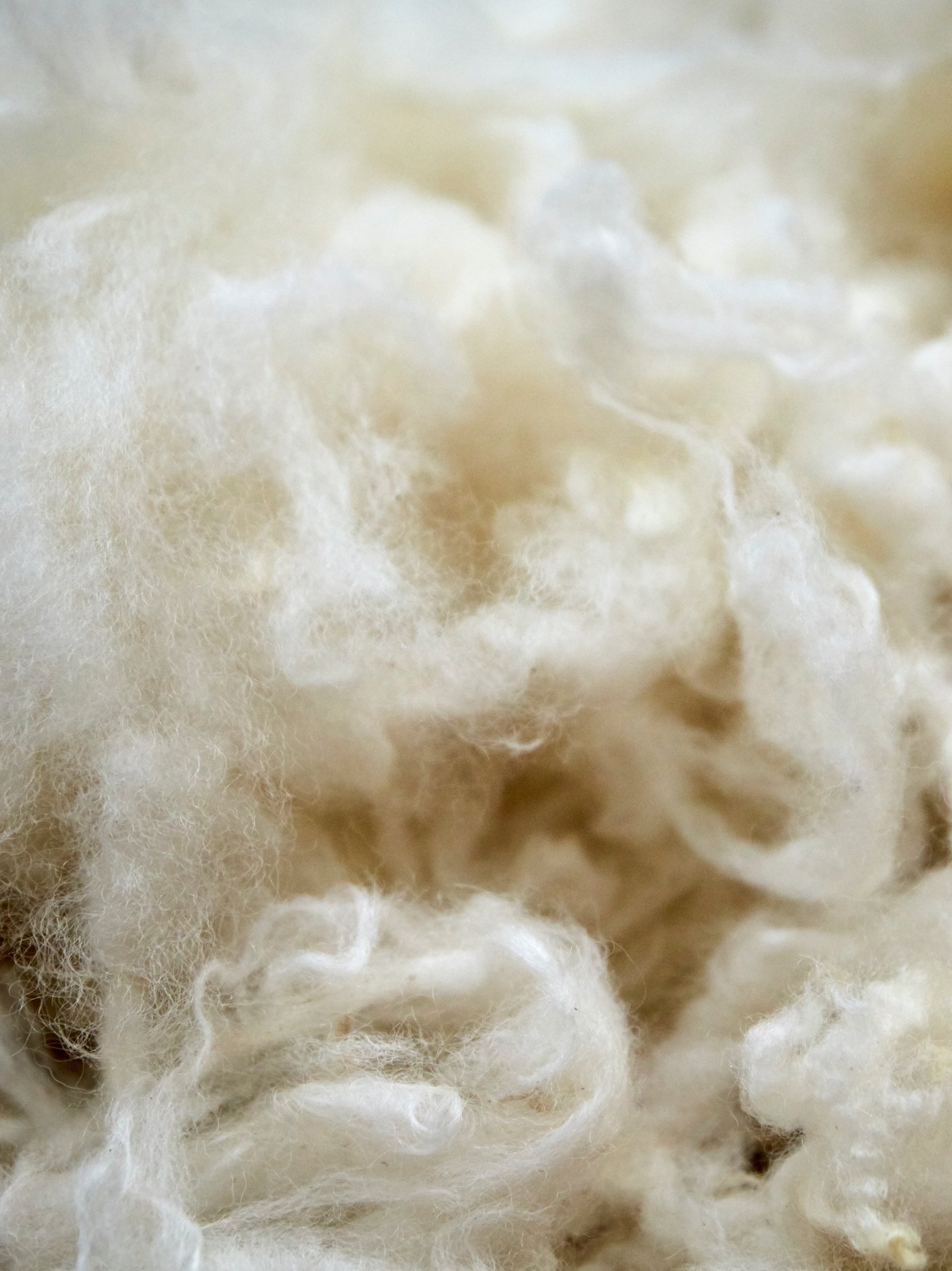 Et nærbillede af en bunke af klippet uld, der tydeligt viser totterne og fibrene.
