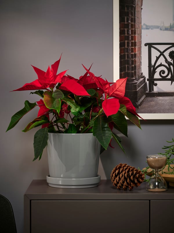 A Poinsettia POINSETTIA potted plant
