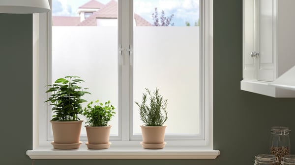A windowsill with three flower pots with green plants and transparent PUCKELFLY window film on the lower part of the window.