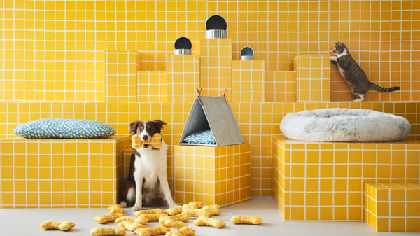 A dog and a cat sit in a yellow studio with the UTSÅDD collection 