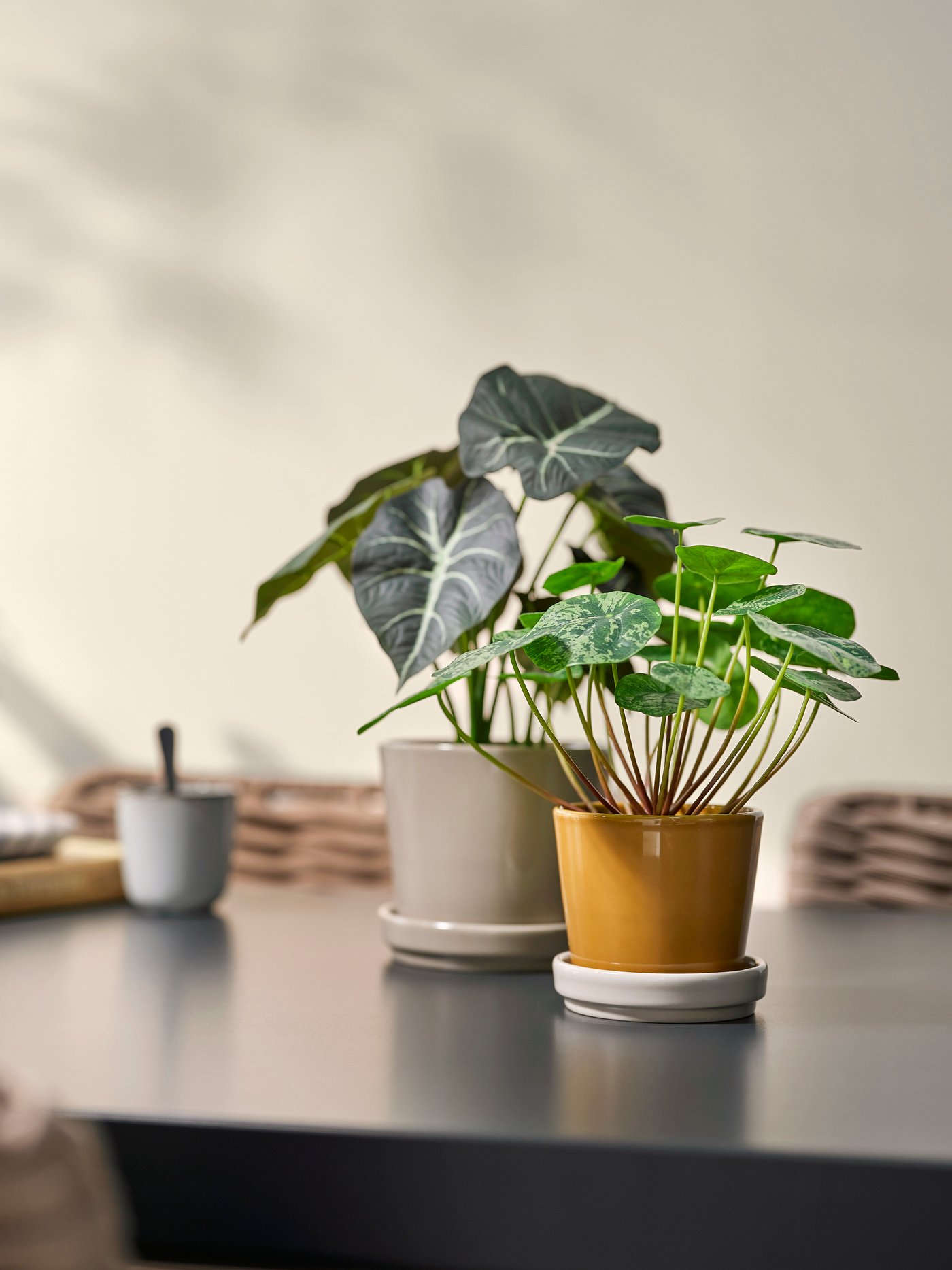 Barruko/kanpoko/hori ilun beix argi koloreko KLOTLÖNN loreontzia platertxo batekin