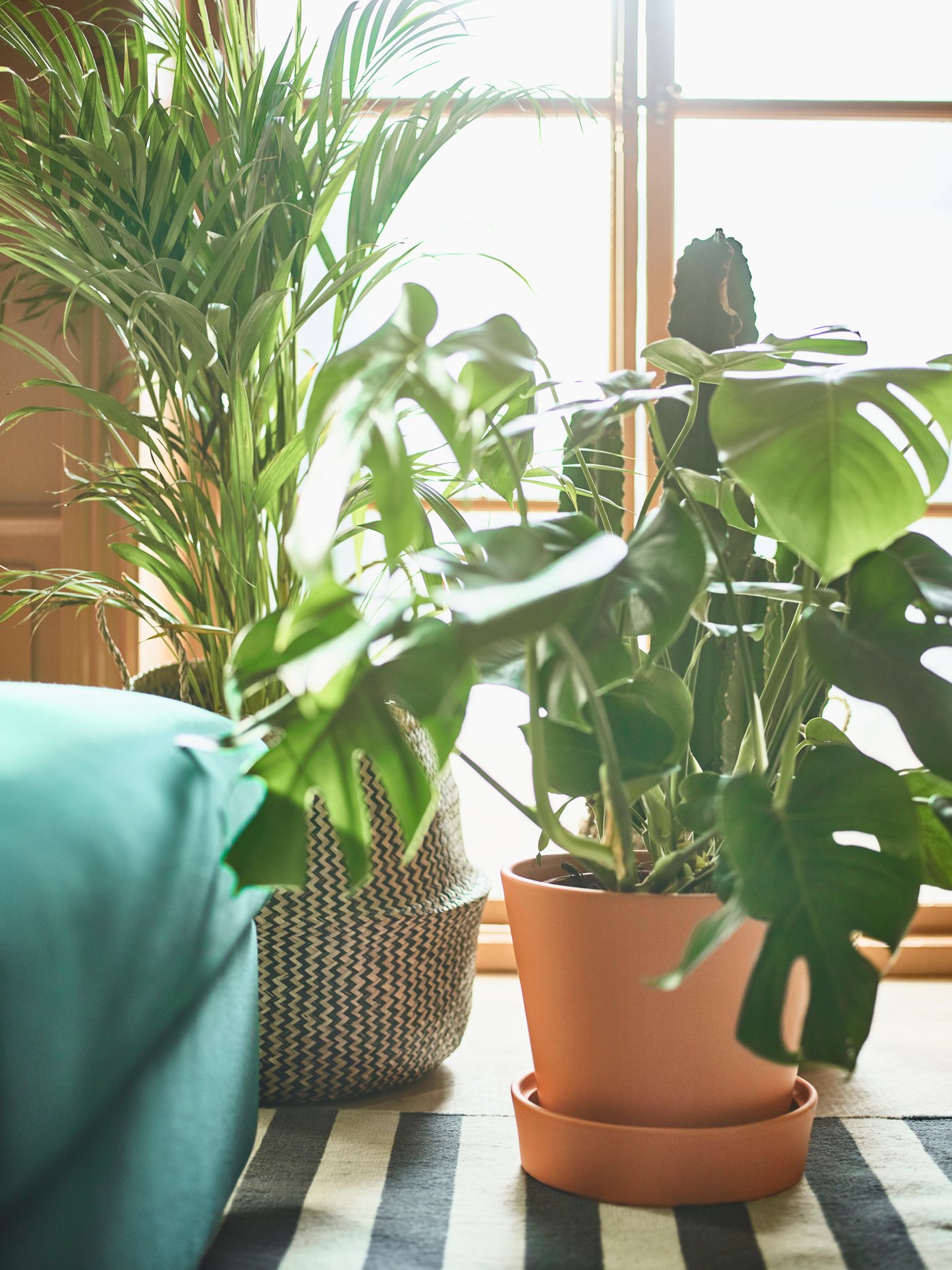 Various houseplants in KRALLIG and INGEFÄRA flowerpots in the living room on a STOCKHOLM rug.