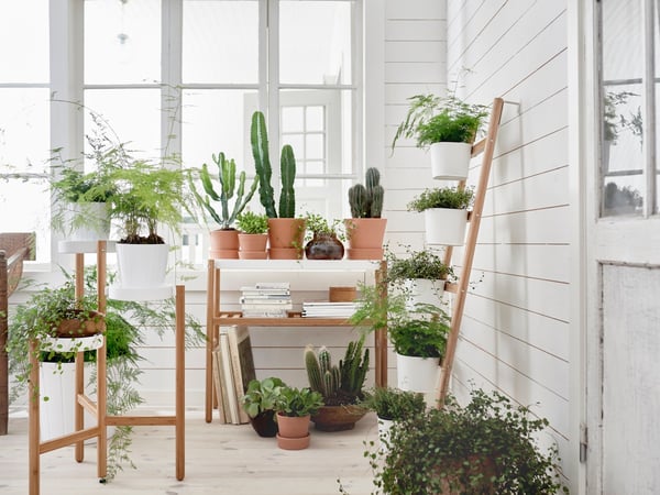 Several SATSUMAS bamboo/white plant stands inside a bright room with lots of green plants.