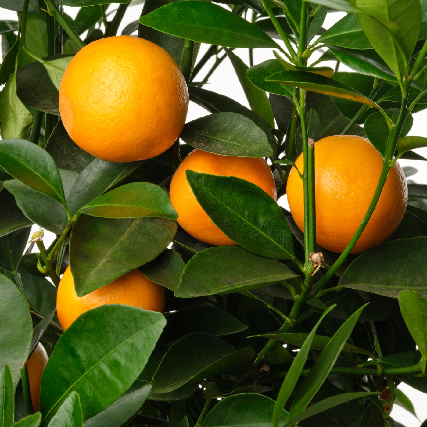 Il dettaglio di una pianta CITRUS con in focus i frutti arancioni