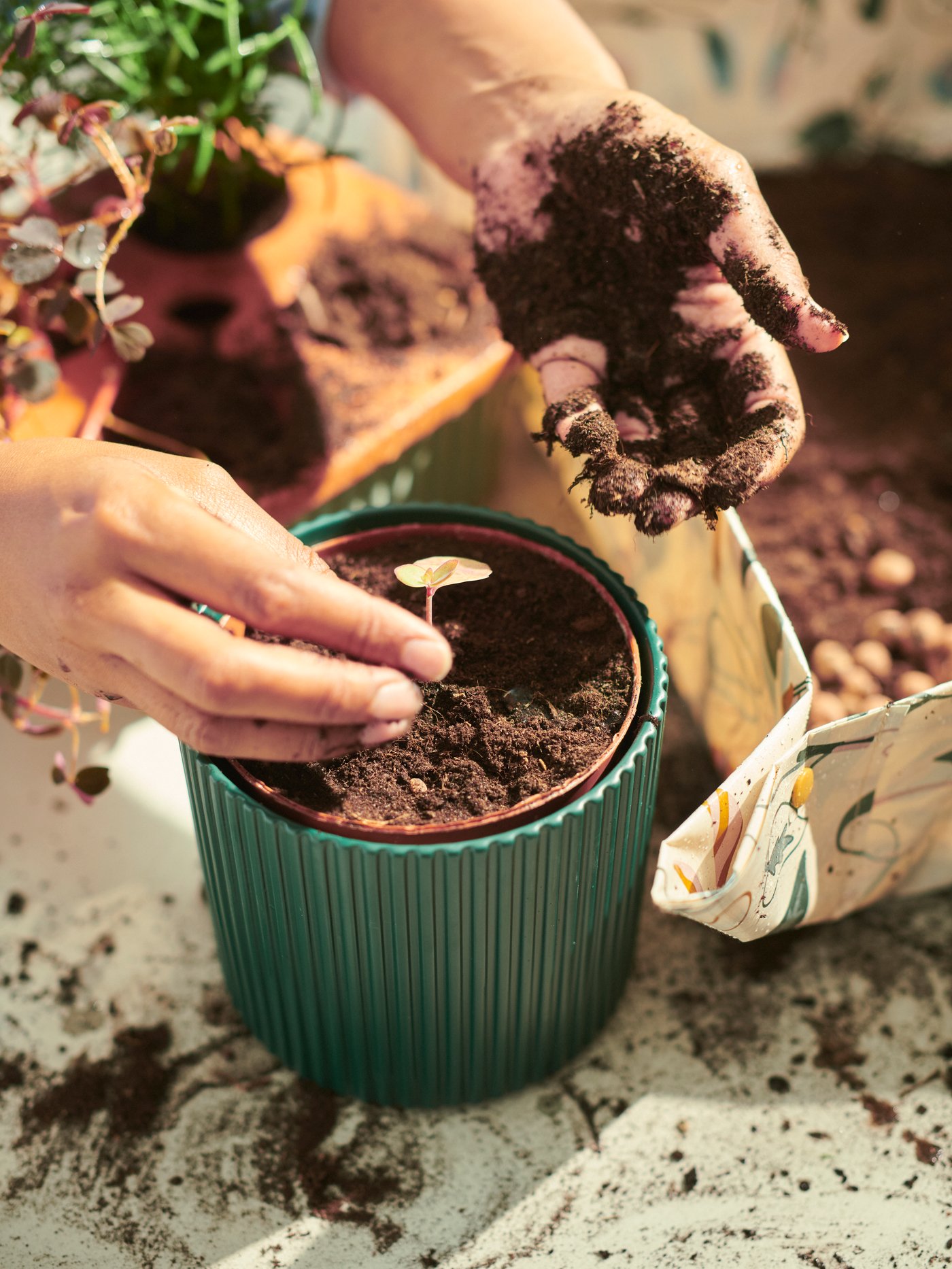 Hands covered in soil planting a small plant into a green DAKSJUS plant pot