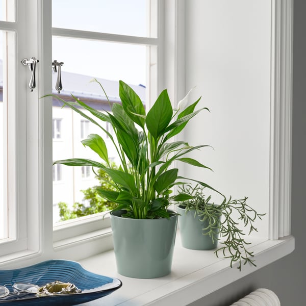 A grey/green SOJABÖNA plant pot