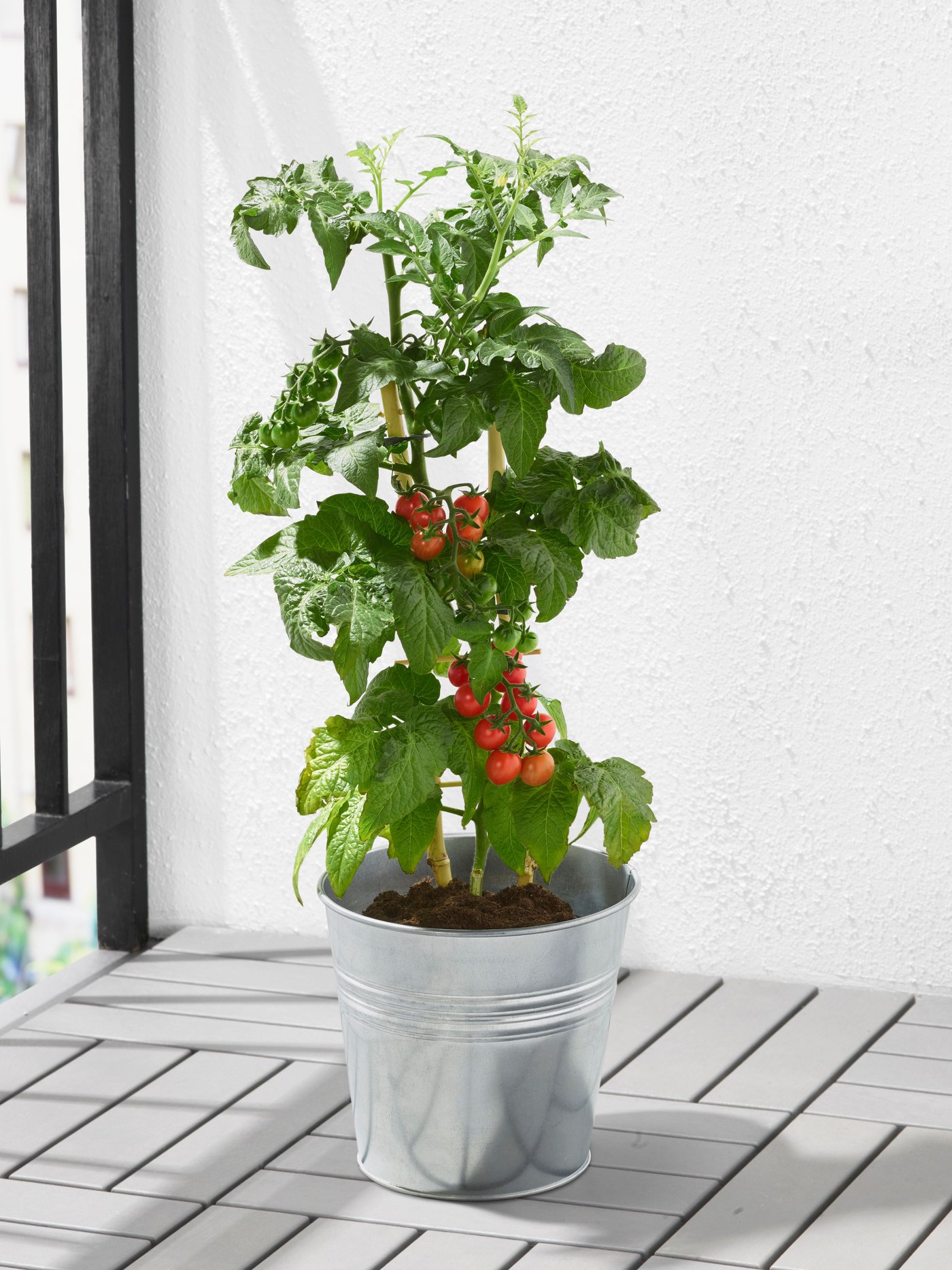 Eine Tomatenpflanze SOLANUM LYCOPERSICUM Topfpflanze