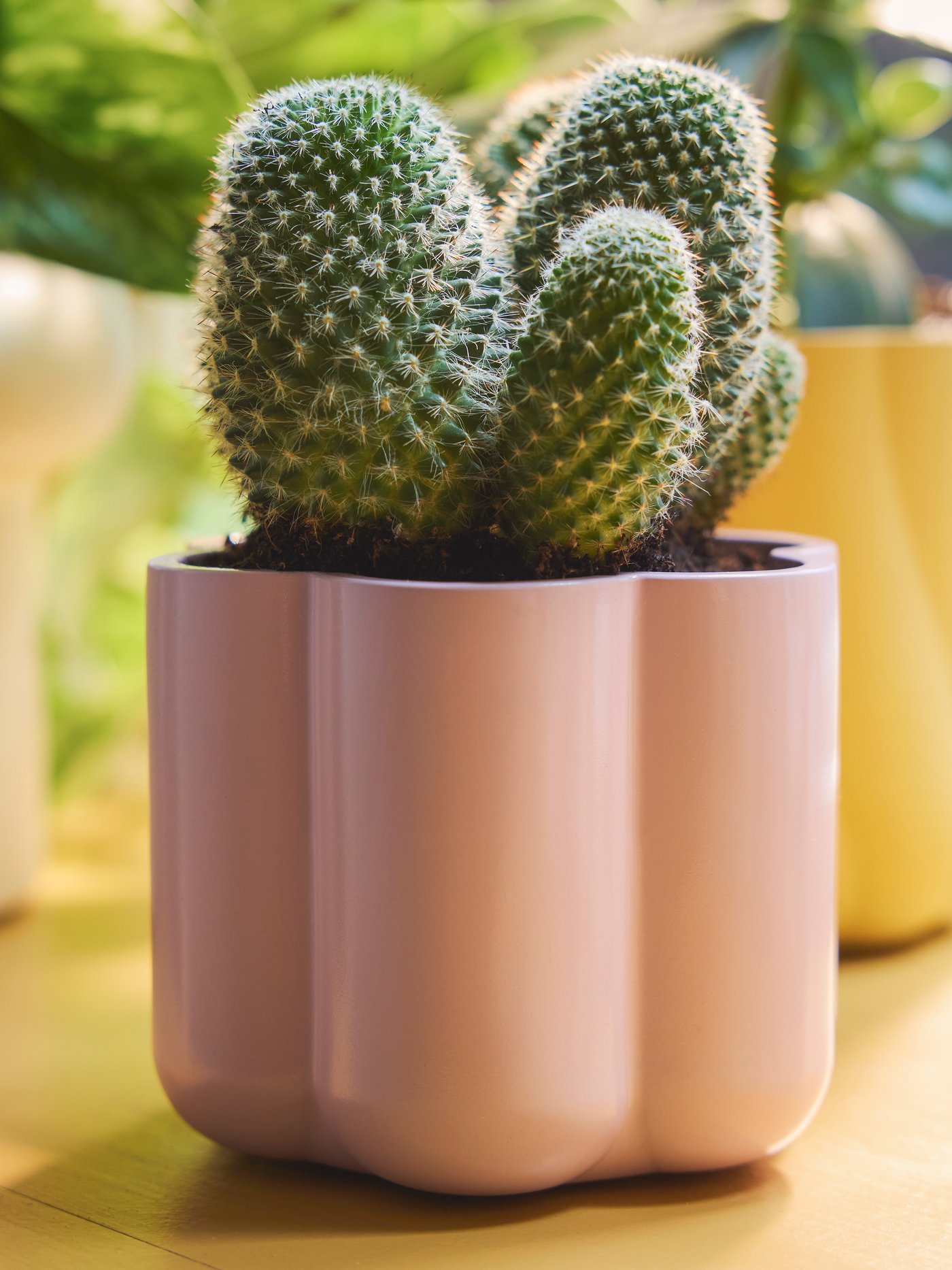 cache pot DOFTRIPS rose