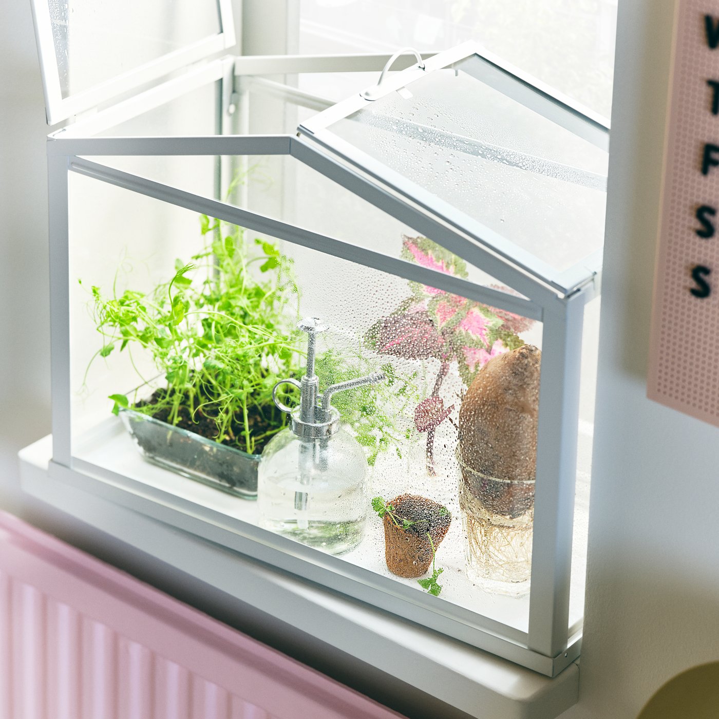A white SOCKER greenhouse with multiple small plants inside, placed on a windowsill.