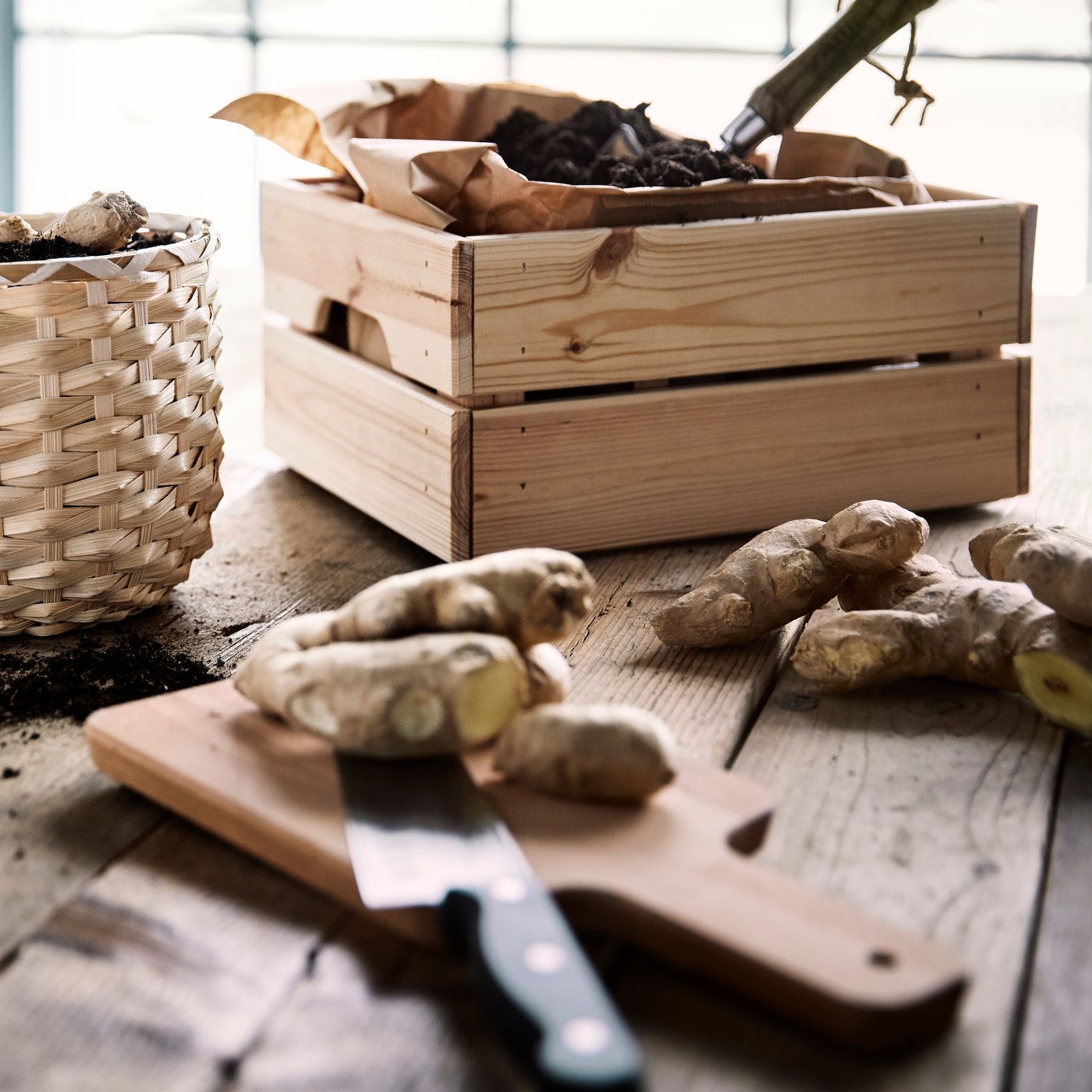 Ingwerwurzeln werden in KAFFEBÖNA Übertopf in Bambus ausgesäht. Daneben ist eine Holzkiste mit braunem Papier zu sehen. Beides steht auf einem groben Holztisch.