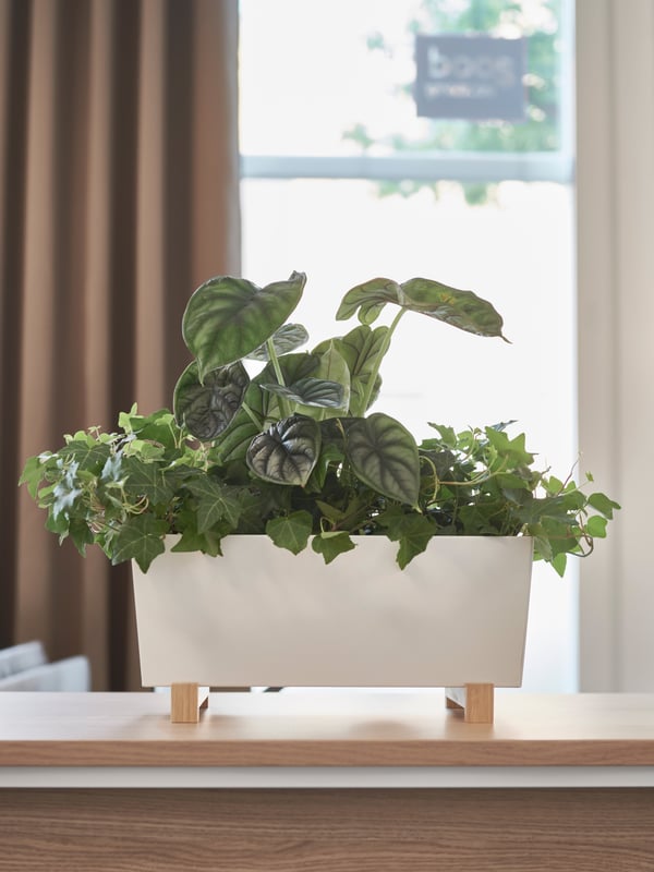Vit rektangulär planteringslåda med träben, fylld med gröna växter som murgröna och blad med ljusgröna ådror, placerad på en träyta framför ett fönster med bruna gardiner.