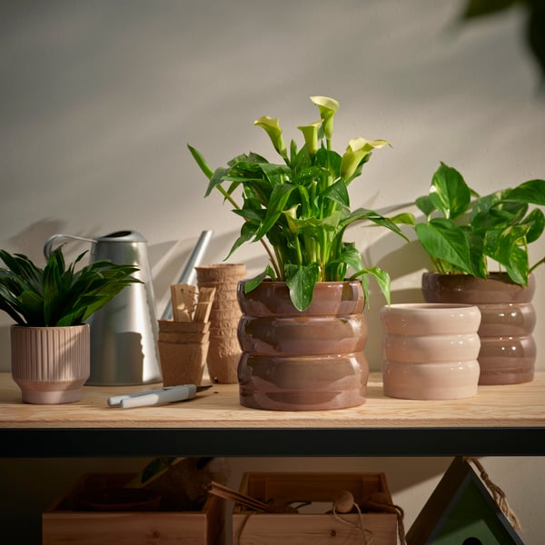 Potteplanter i neutrale, beige og lyserøde toner står på et bord med planter i 