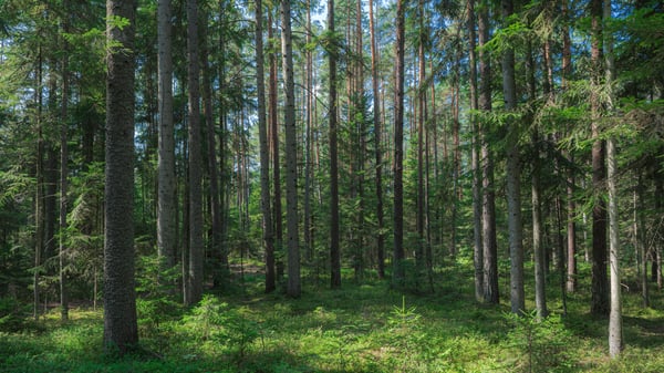 Una vista della foresta, con alberi alti e vegetazione lussureggiante sotto un cielo azzurro e limpido.