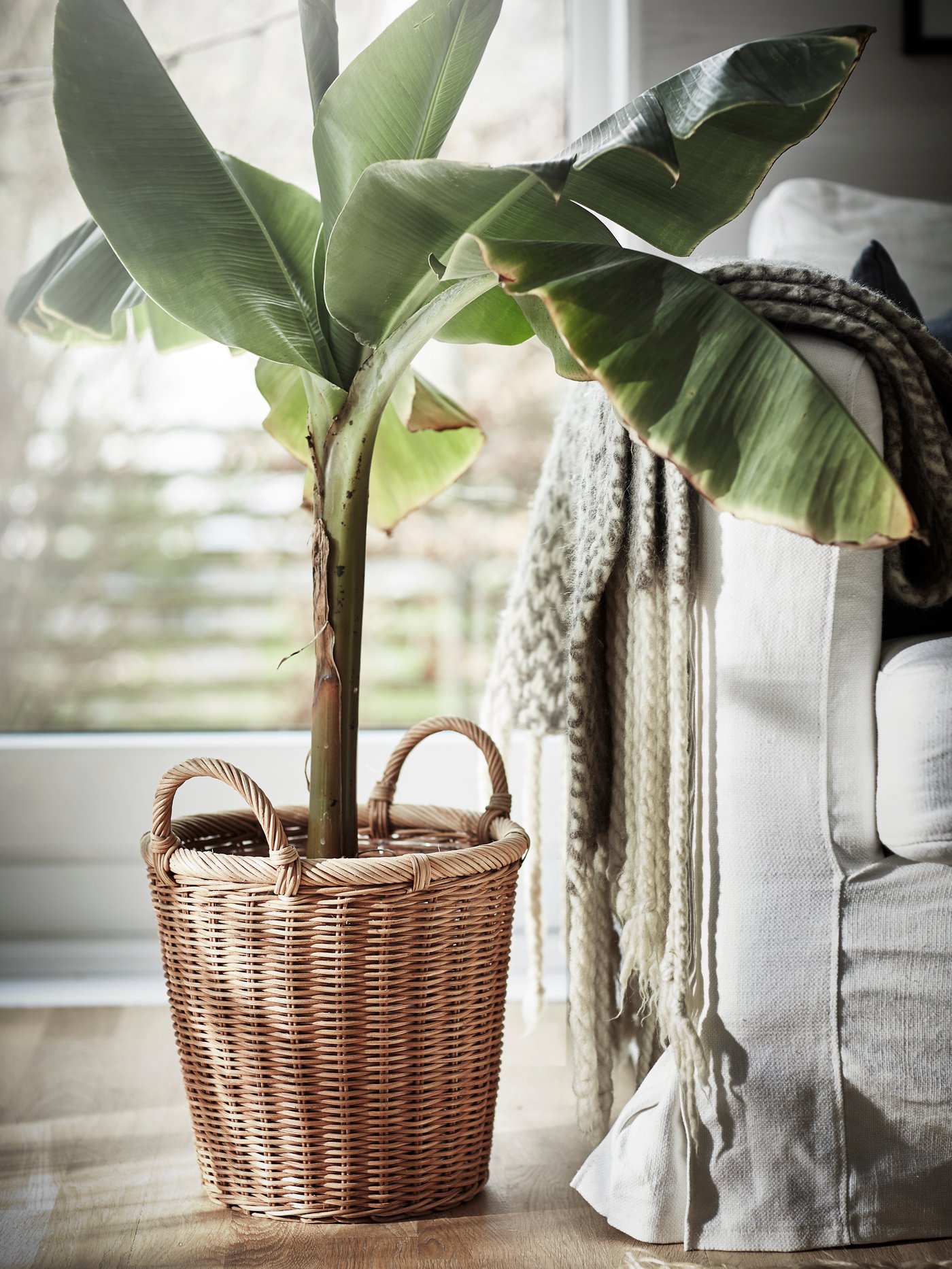Une plante aux feuilles larges dans un pot en rotin KAKTUSFIKON près d'un canapé gris. 