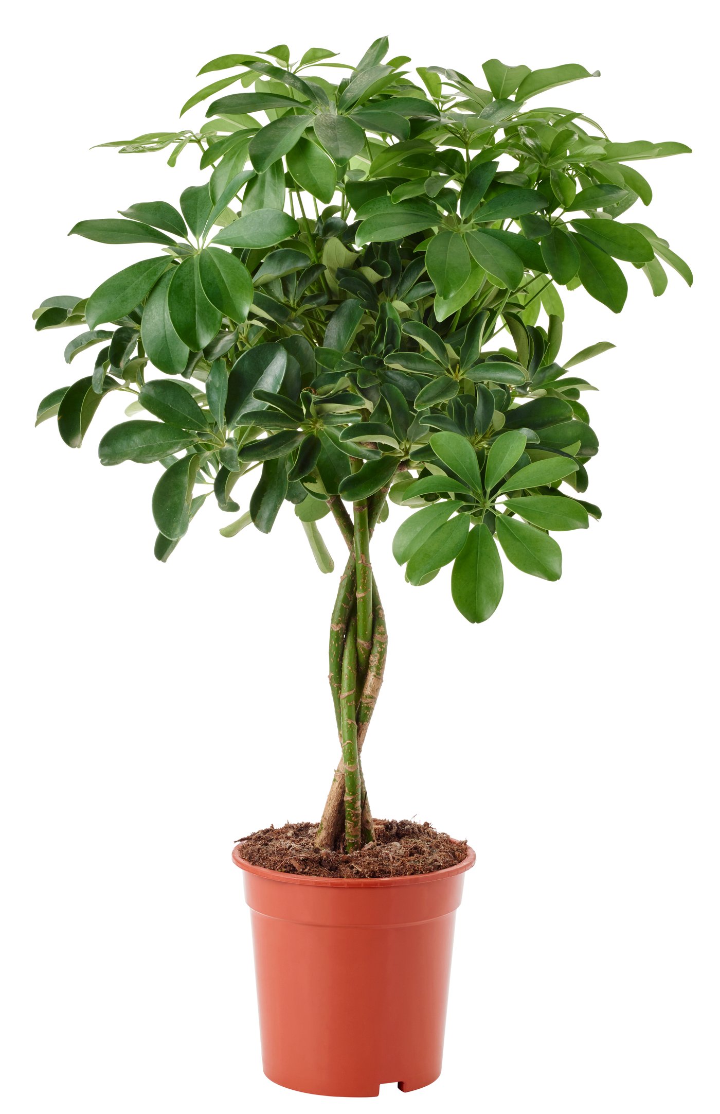 IKEA CALATHEA Pflanze Korbmarante/versch. Art | Preisvergleich