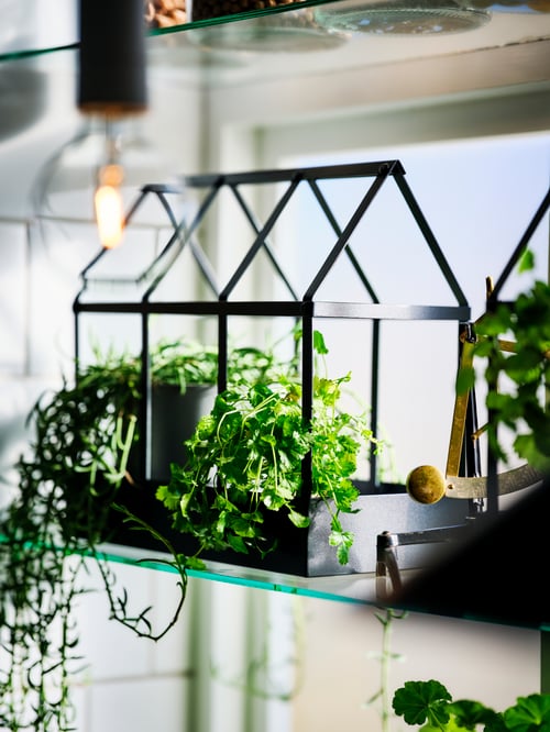 How to decorate your living room with plants - IKEA CA
