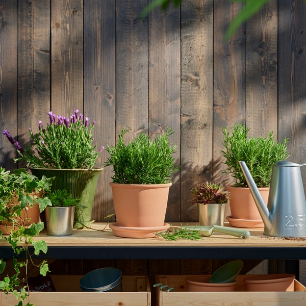 Una pianta di rosmarino ROSMARINUS OFFICINALIS in un vado di terracotta
