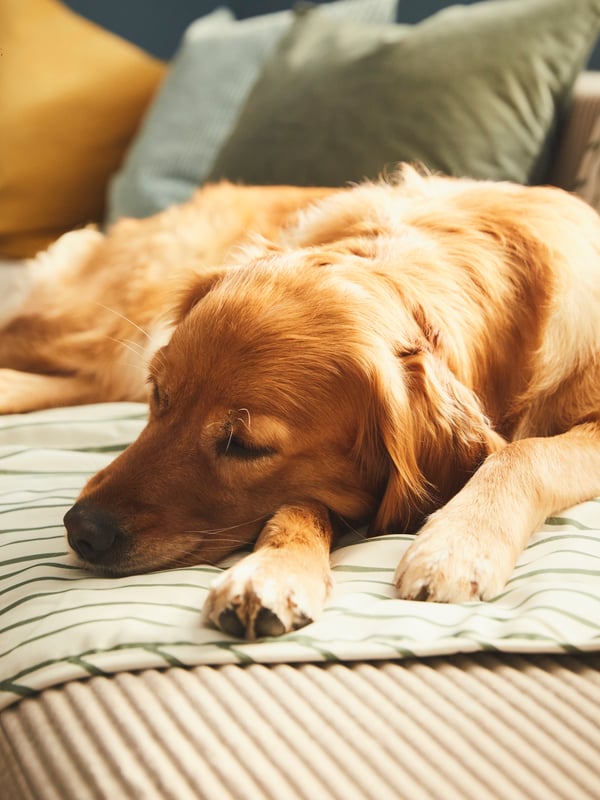 A green UTSÅDD pet blanket