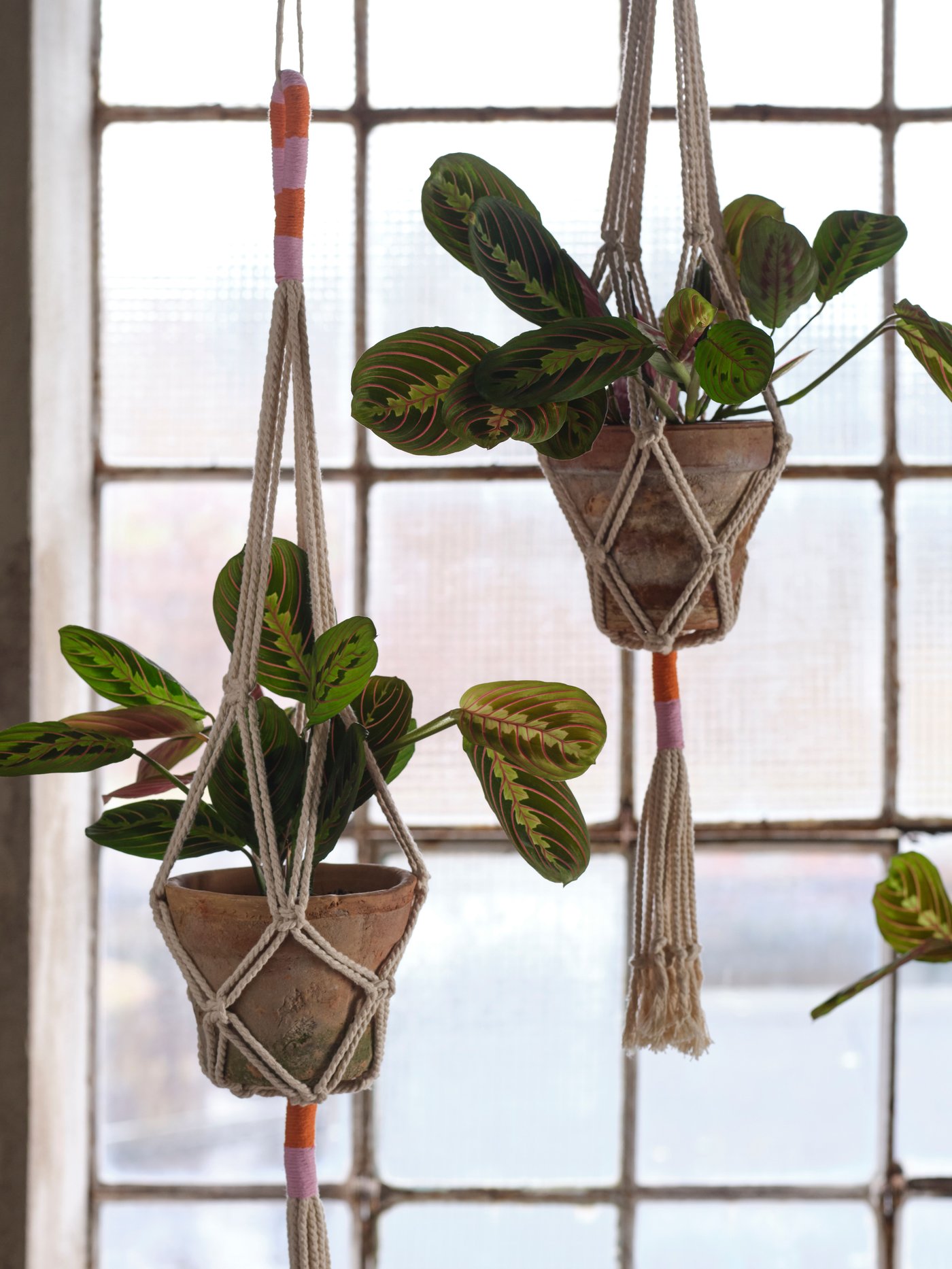 Två hängande krukor i makramé med gröna mönstrade blad, placerade framför ett rutigt fönster som släpper in mjukt ljus.
