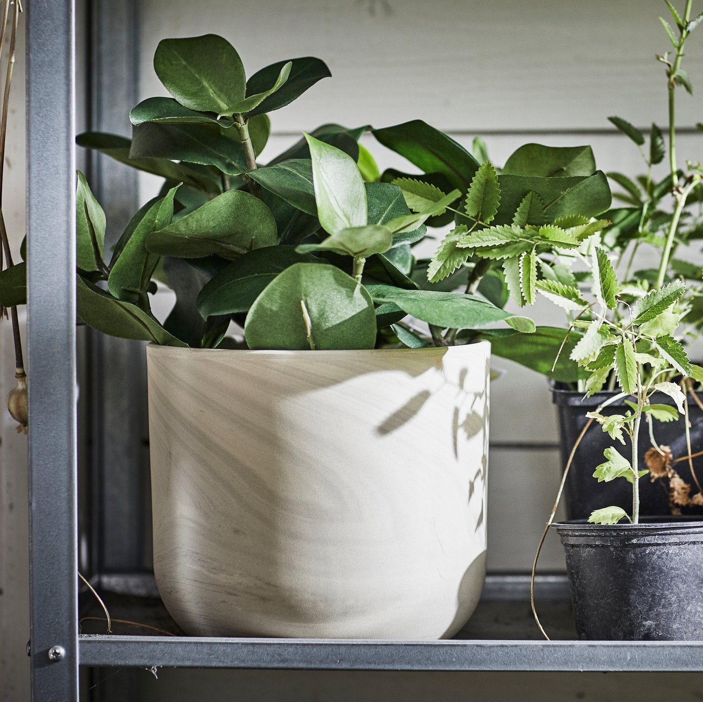 Plants in pots on a window ledge