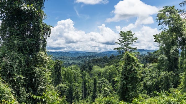 Una foresta rigogliosa e vasta si estende a perdita d'occhio sotto un cielo blu intenso punteggiato da soffici nuvole bianche.