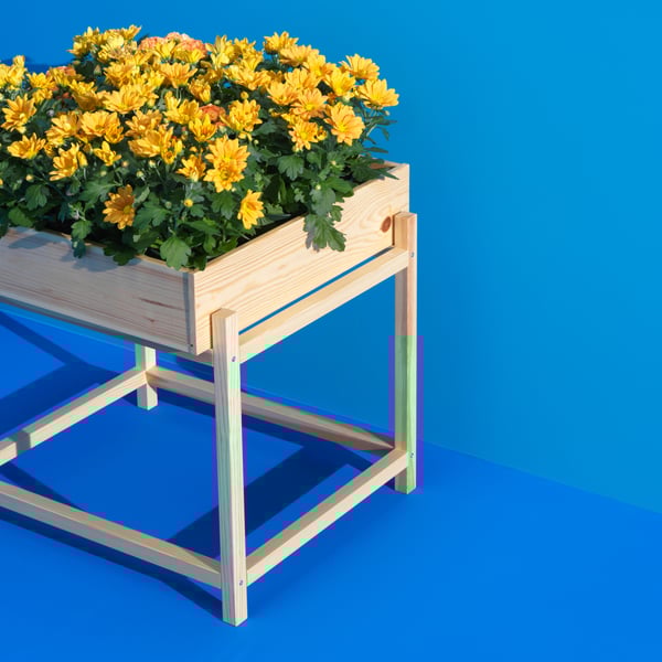 A PRIMÄRSKOG plant stand