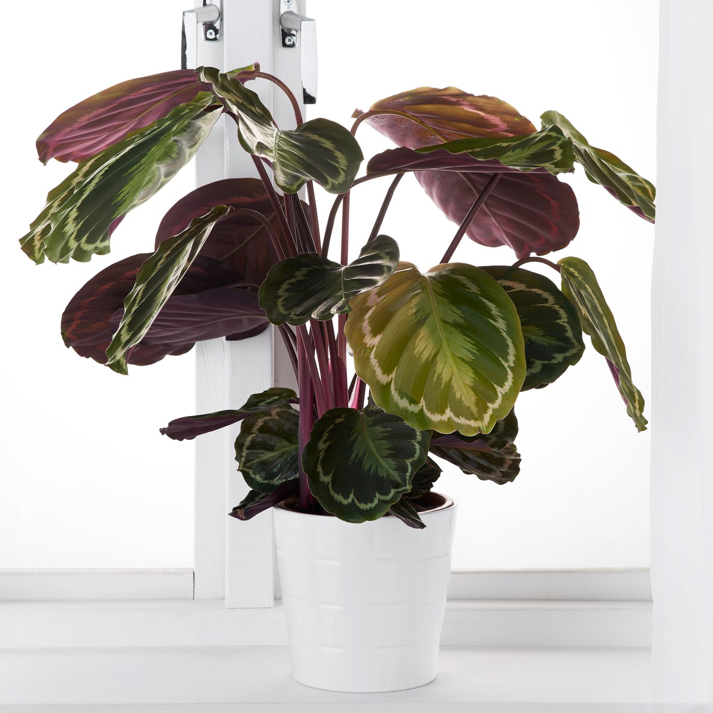 Planta CALATHEA en maceta en un espacio interior.