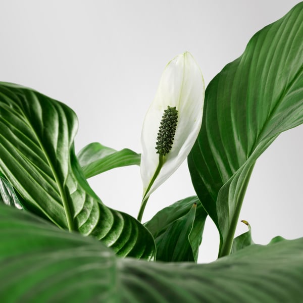 Eine Friedenslilie SPATHIPHYLLUM Topfpflanze