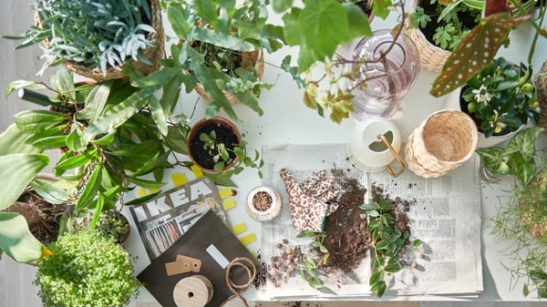 Plantes vertes dans cache-pots de divers formats devant une fenêtre